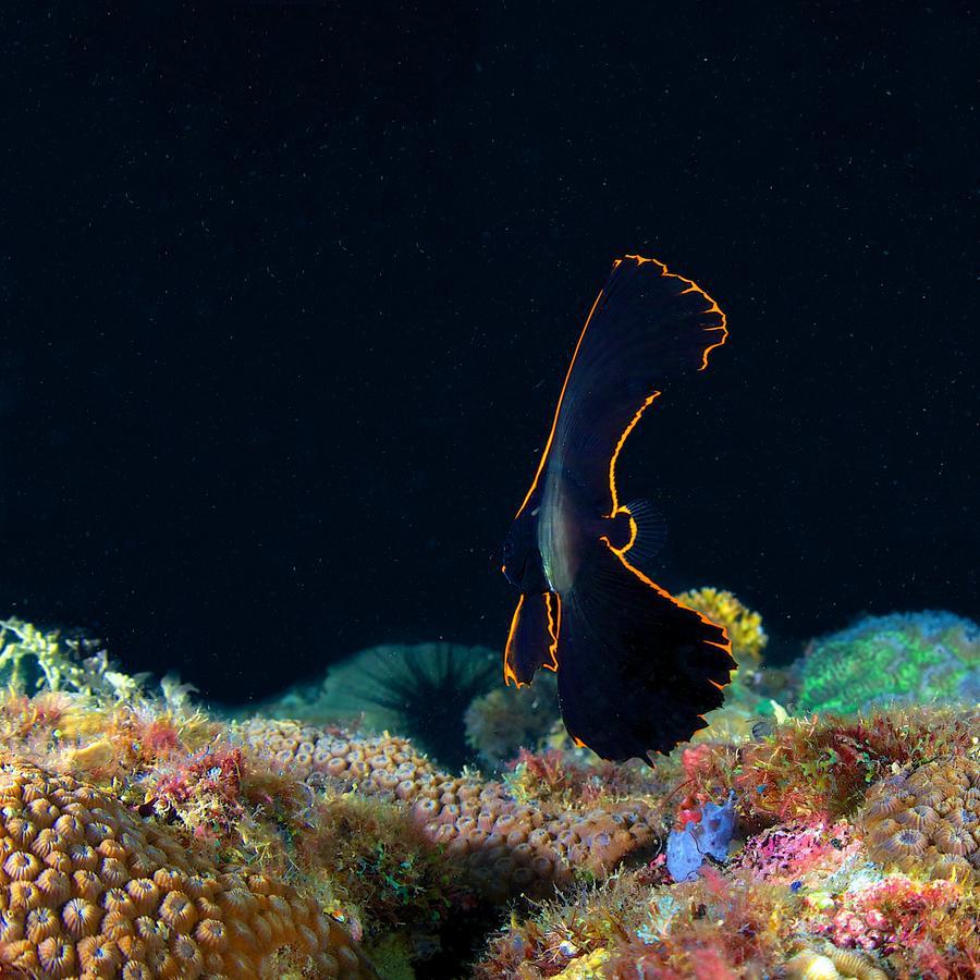 Deluna Diving Resort Puerto Galera Dış mekan fotoğraf