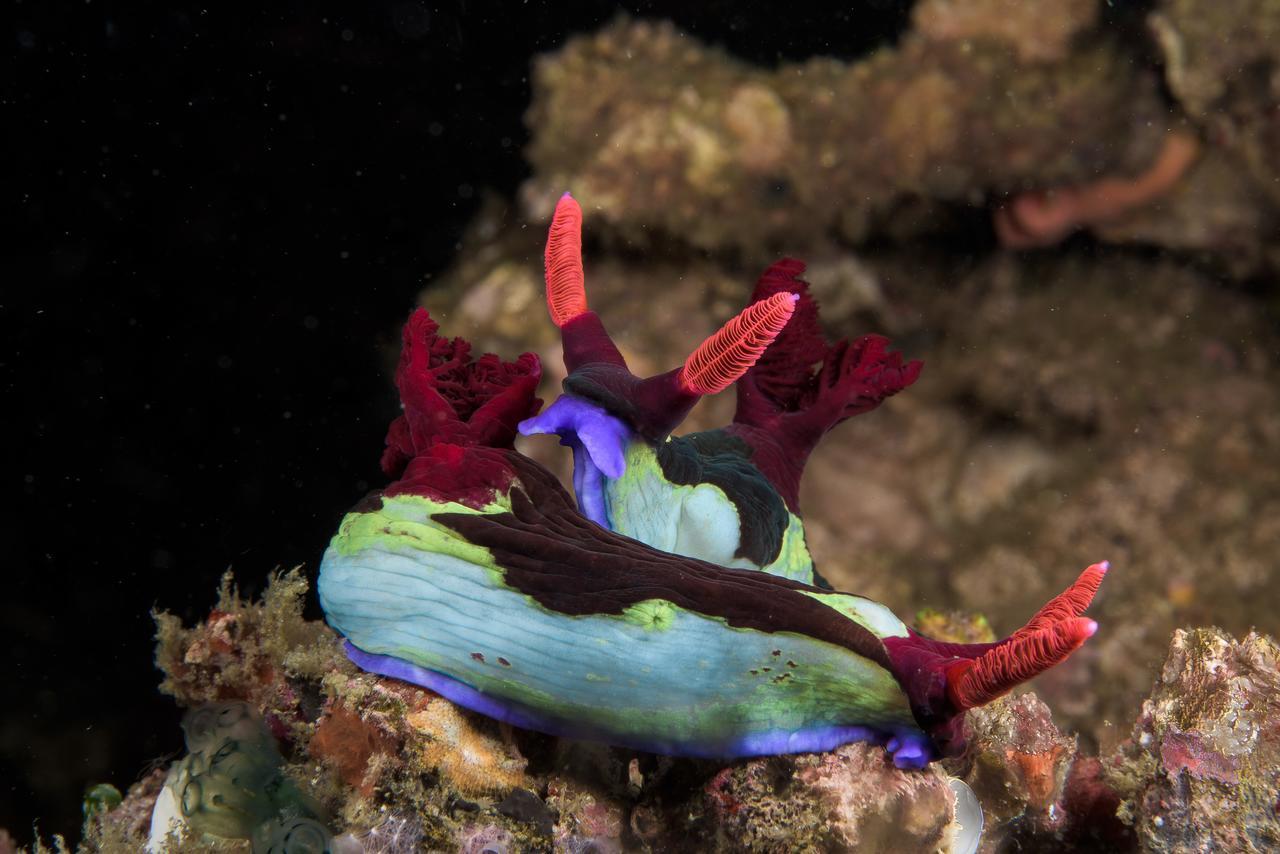 Deluna Diving Resort Puerto Galera Dış mekan fotoğraf