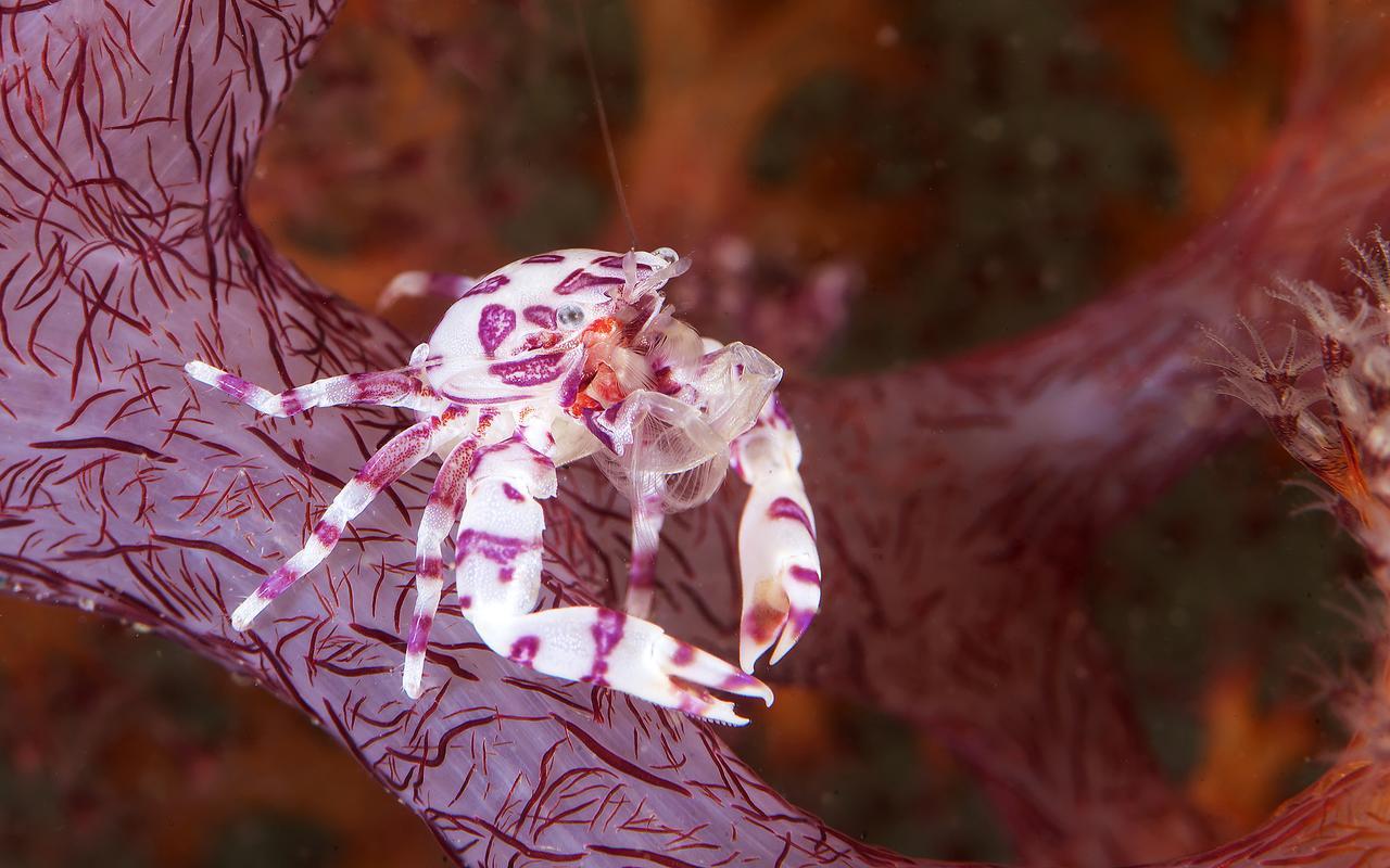 Deluna Diving Resort Puerto Galera Dış mekan fotoğraf